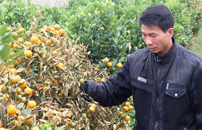 Bắt kẻ gian phá hoại 400 gốc quất của 2 nông dân - ảnh 2