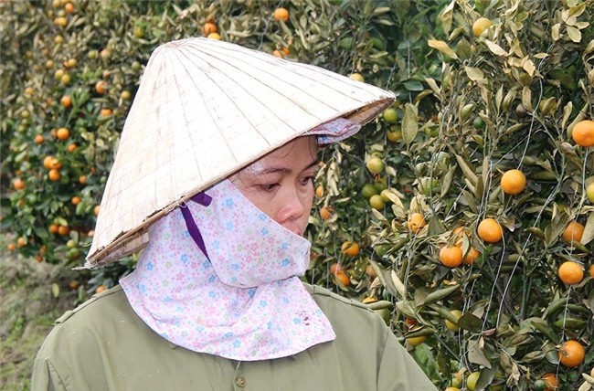 Bắt kẻ gian phá hoại 400 gốc quất của 2 nông dân - ảnh 3