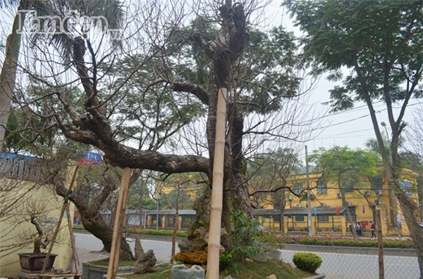 Ngắm gốc đào cổ thế rồng bay trăm triệu không bán