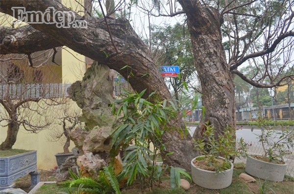 Ngắm gốc đào cổ thế rồng bay trăm triệu không bán