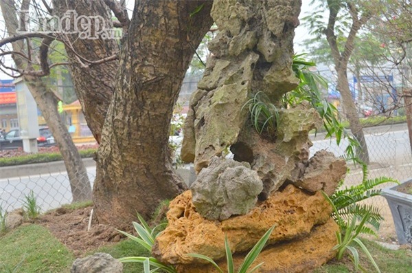 Ngắm gốc đào cổ thế rồng bay trăm triệu không bán