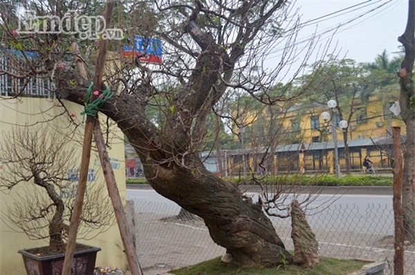 Ngắm gốc đào cổ thế rồng bay trăm triệu không bán