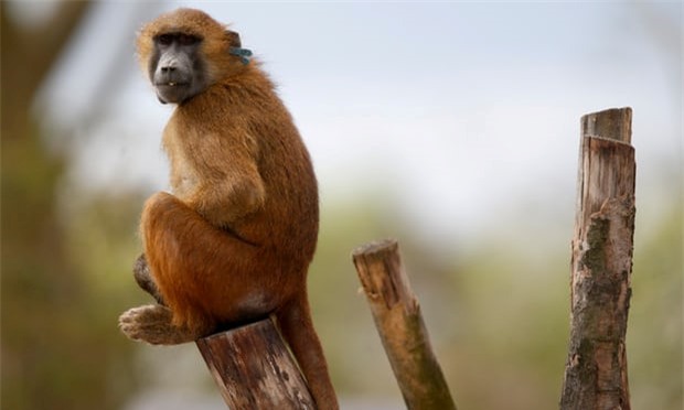 So thu Paris dong cua vi 50 khi dau cho song chuong hinh anh 1