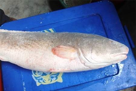 Cặp cá sủ vàng ở Khánh Hòa quý hiếm ra sao mà được trả giá 1,5 tỷ