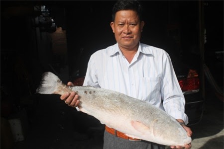 Cặp cá sủ vàng ở Khánh Hòa quý hiếm ra sao mà được trả giá 1,5 tỷ