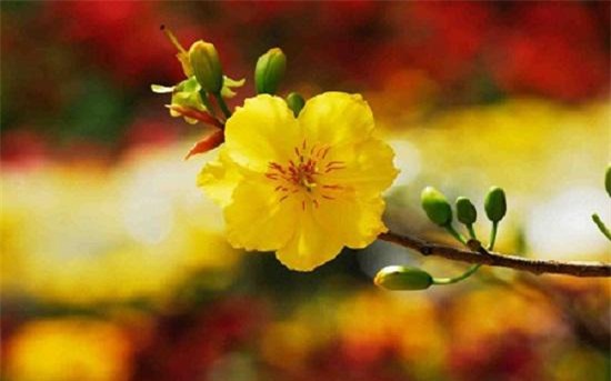 nhung loai hoa dep trung bay dip tet mang lai may man cho gia chu - 1