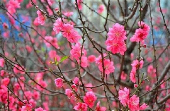 nhung loai hoa dep trung bay dip tet mang lai may man cho gia chu - 2