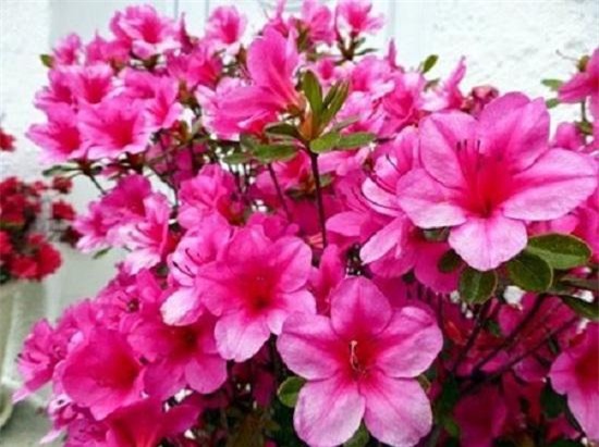 nhung loai hoa dep trung bay dip tet mang lai may man cho gia chu - 5