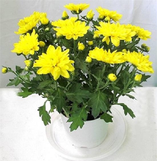 nhung loai hoa dep trung bay dip tet mang lai may man cho gia chu - 6