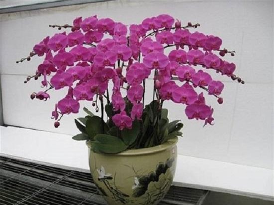 nhung loai hoa dep trung bay dip tet mang lai may man cho gia chu - 8