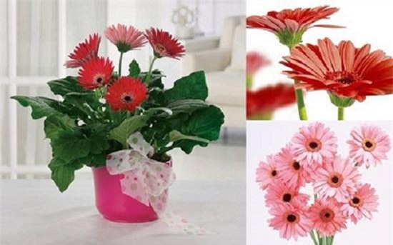 nhung loai hoa dep trung bay dip tet mang lai may man cho gia chu - 9