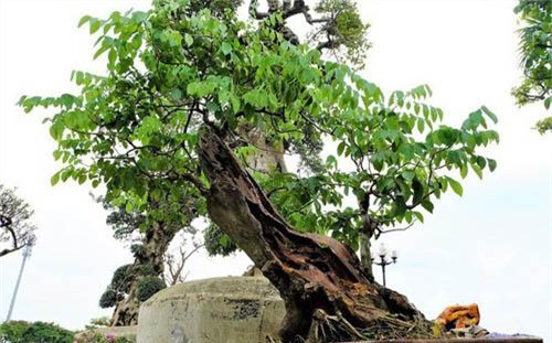 top cay canh tien ty choi tet mau tuat 2018 dep me hon chi dai gia moi manh tay chi - 1