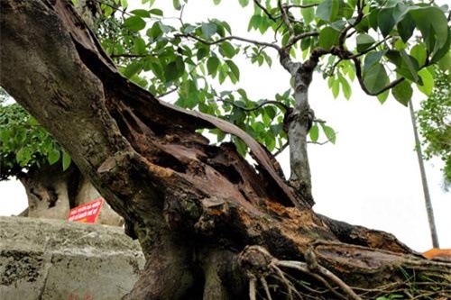 top cay canh tien ty choi tet mau tuat 2018 dep me hon chi dai gia moi manh tay chi - 2