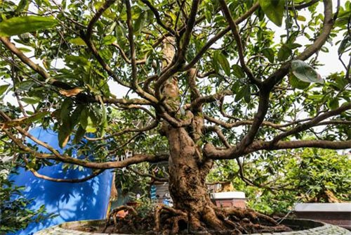 top cay canh tien ty choi tet mau tuat 2018 dep me hon chi dai gia moi manh tay chi - 3