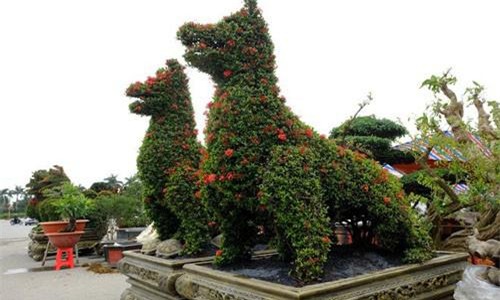 top cay canh tien ty choi tet mau tuat 2018 dep me hon chi dai gia moi manh tay chi - 4