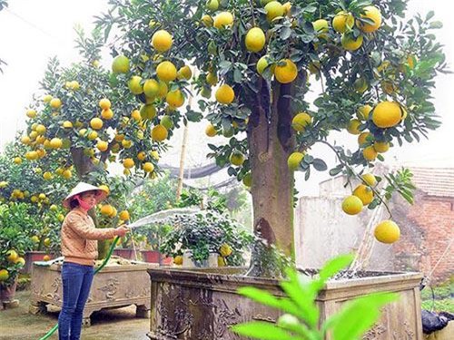 top cay canh tien ty choi tet mau tuat 2018 dep me hon chi dai gia moi manh tay chi - 5