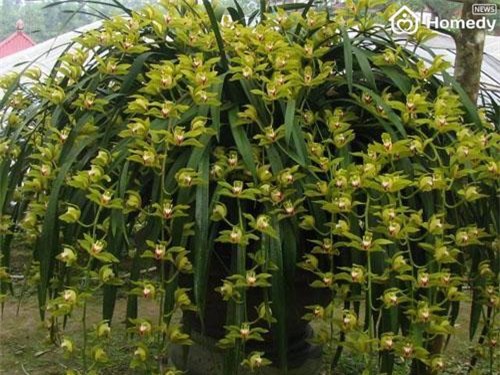 top cay canh tien ty choi tet mau tuat 2018 dep me hon chi dai gia moi manh tay chi - 7