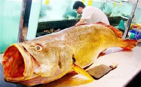 cá sủ vàng,cá quý hiếm,cá lạ