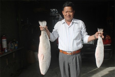 cá sủ vàng,cá quý hiếm,cá lạ
