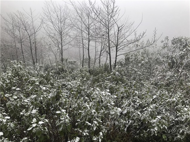 Chùm ảnh: Tuyết rơi phủ trắng Sa Pa, nhiều du khách thích thú chụp ảnh - Ảnh 2.