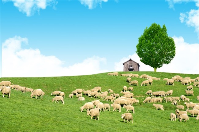 Đến Hàn Quốc, nhớ ghé trại cừu đẹp như phim mà Xuân Trường đã hẹn hò cùng bạn gái tin đồn - Ảnh 2.