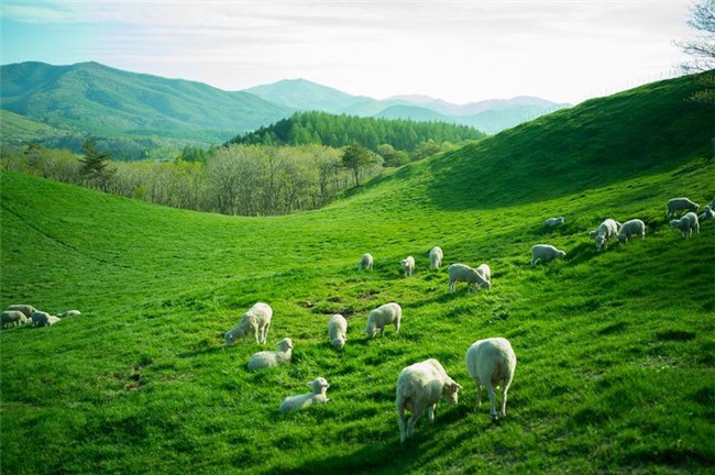 Đến Hàn Quốc, nhớ ghé trại cừu đẹp như phim mà Xuân Trường đã hẹn hò cùng bạn gái tin đồn - Ảnh 3.