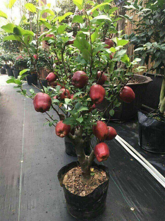 chơi cây cảnh, táo Trung Quốc, Thị trường tết