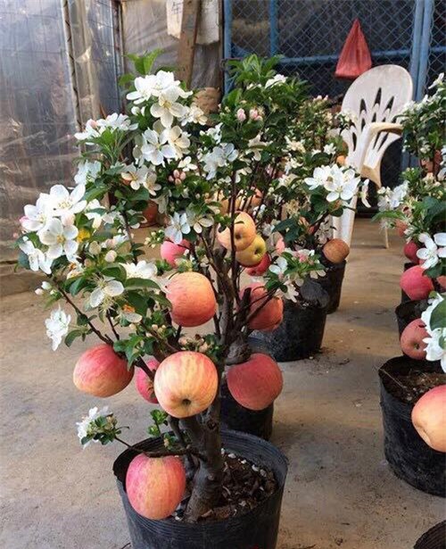 chơi cây cảnh, táo Trung Quốc, Thị trường tết