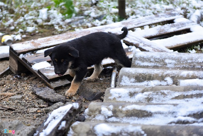Toan canh tuyet bao phu trang duong ve Sa Pa hinh anh 11