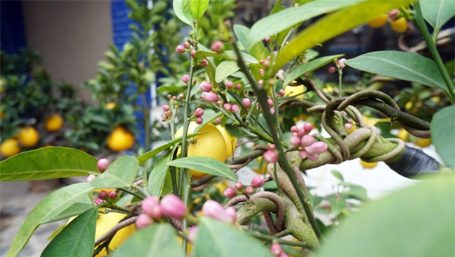 chanh vang bonsai phu quy doc la the nao ma dang gay