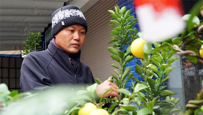 chanh vang bonsai phu quy doc la the nao ma dang gay