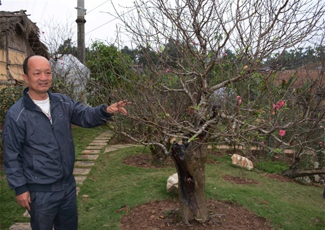 đào cổ, vườn đào, đào Tết, chơi cây, cây cảnh