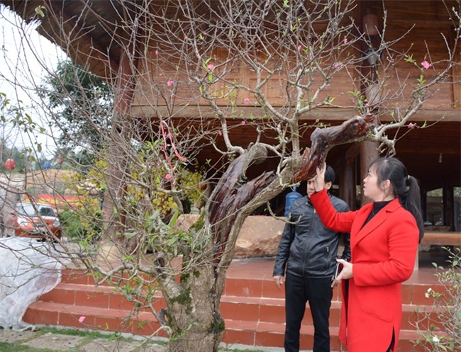 đào cổ, vườn đào, đào Tết, chơi cây, cây cảnh