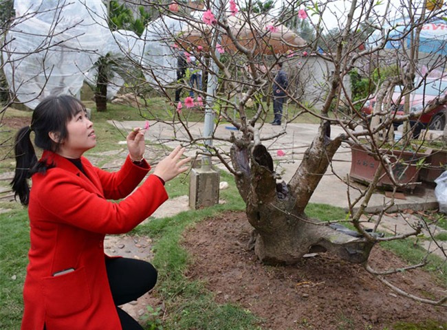 đào cổ, vườn đào, đào Tết, chơi cây, cây cảnh