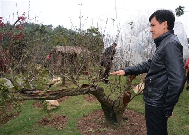 đào cổ, vườn đào, đào Tết, chơi cây, cây cảnh