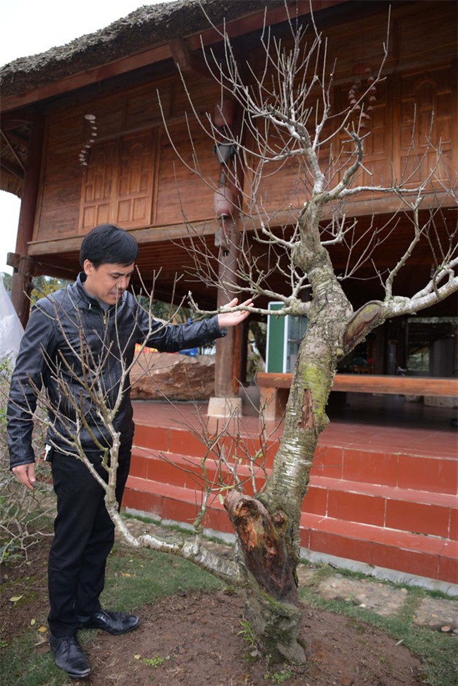 đào cổ, vườn đào, đào Tết, chơi cây, cây cảnh