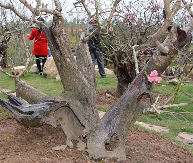 đào cổ, vườn đào, đào Tết, chơi cây, cây cảnh