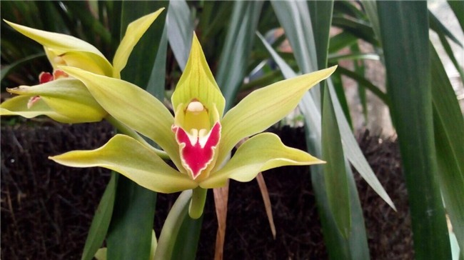 Thị trường tết, hoa tết, thuê hoa chơi tết, lan trần mộng, hoa lan