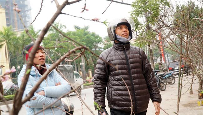 Trước Tết 2 tuần: Đào rừng đổ bộ phố Thủ đô, thét giá chục triệu