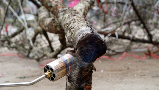 Trước Tết 2 tuần: Đào rừng đổ bộ phố Thủ đô, thét giá chục triệu