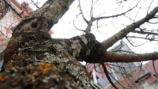 Trước Tết 2 tuần: Đào rừng đổ bộ phố Thủ đô, thét giá chục triệu