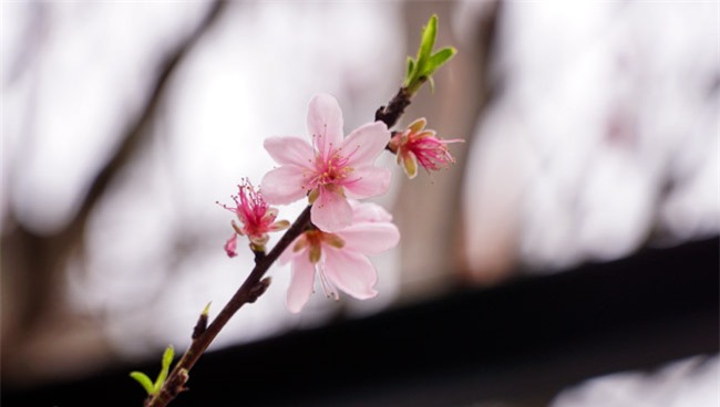 Trước Tết 2 tuần: Đào rừng đổ bộ phố Thủ đô, thét giá chục triệu