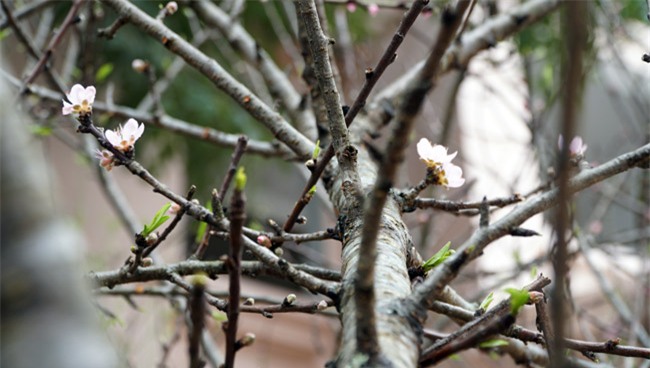 Trước Tết 2 tuần: Đào rừng đổ bộ phố Thủ đô, thét giá chục triệu