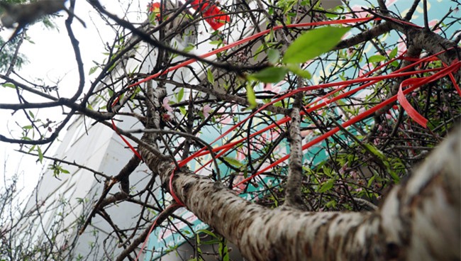 Trước Tết 2 tuần: Đào rừng đổ bộ phố Thủ đô, thét giá chục triệu