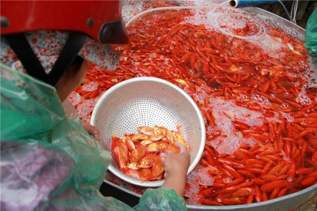 cá chép, ông công ông táo, phong tục, thả cá chép