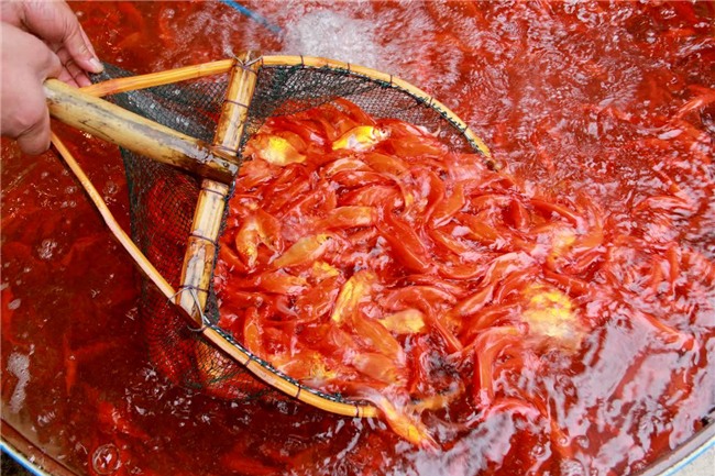 cá chép, ông công ông táo, phong tục, thả cá chép