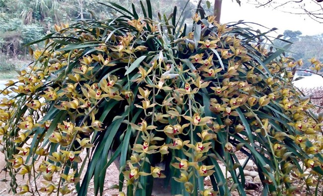 thị trường Tết