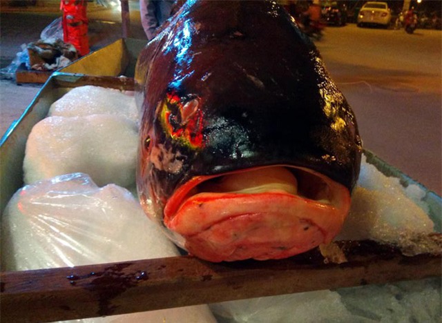  ​Ghi nhận của phóng viên, cá hô đỏ có hình dáng giống cá chép, vảy dày, màu đỏ. 