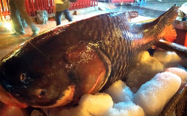 Đây là con cá hô do các ngư dân Campuchia đánh bắt được rồi bán cho thương lái và vận chuyển bằng đường hàng không về Thủ đô Hà Nội.