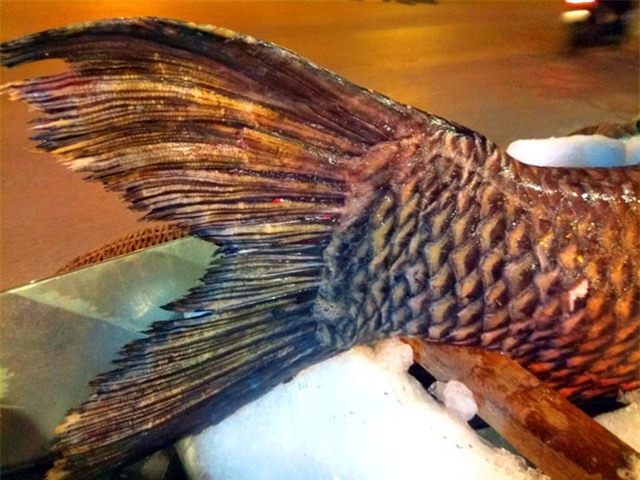 Phần đuôi cá hô